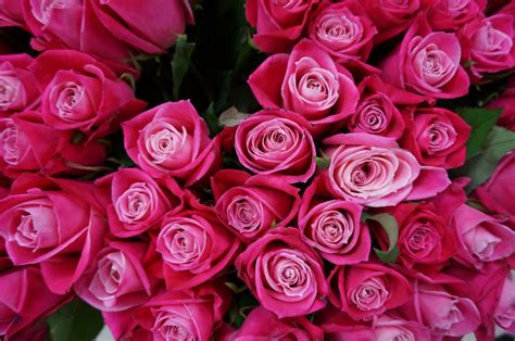 รูปภาพ ปลูก กลีบดอกไม้ ดอกกุหลาบ สีชมพู Floribunda พืชดอก