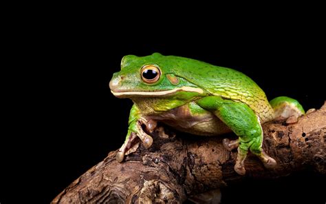 Animal Frog Hd Wallpaper