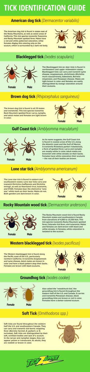 Tick Identification Guide And Protecting Your Pets Ticks Pet Life Pets