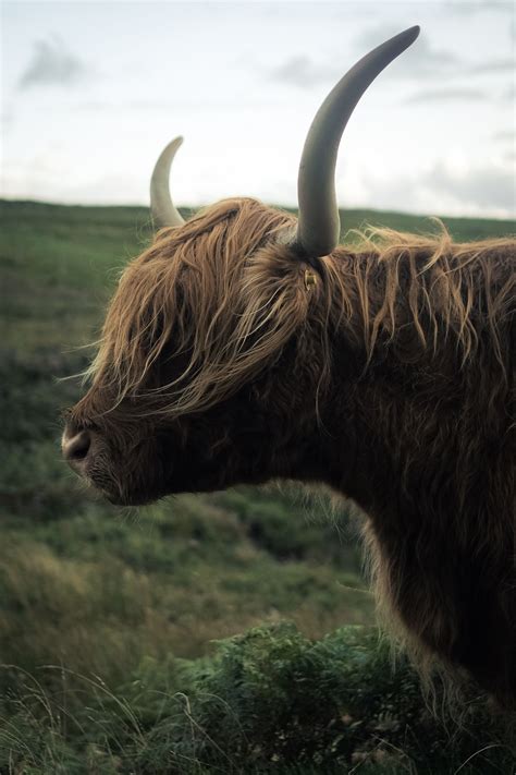 Highland Cow Portrait Travel Photography Inspiration Travel