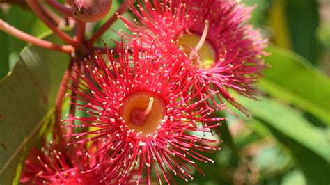 Red Flowering Gum Corymbia Ficifolia Native Australian Tree By