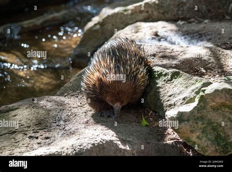 A Short Beaked Echidna Tachyglossus Aculeatus In Sydney Nsw