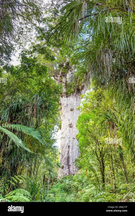 Tane Mahuta Also Called Lord Or God Of The Forest Is A Giant Kauri