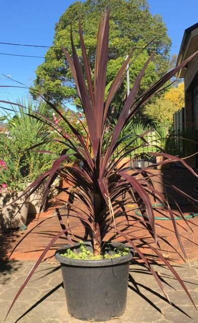 Healthy Growing Strong Large Cordyline Australis Purple Plants