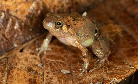 New Diamond Frog From Northern Madagascar As Soon As I Saw This Frog