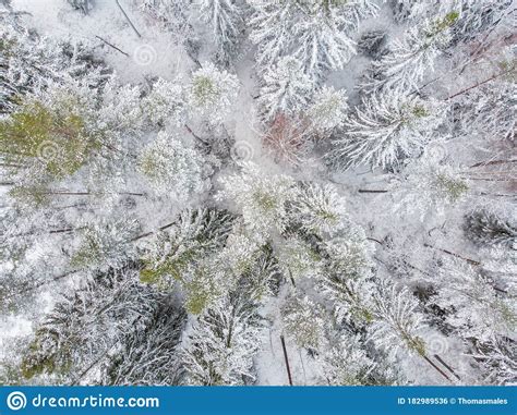 Evergreen Forest In Winter Stock Photo Image Of Frost 182989536