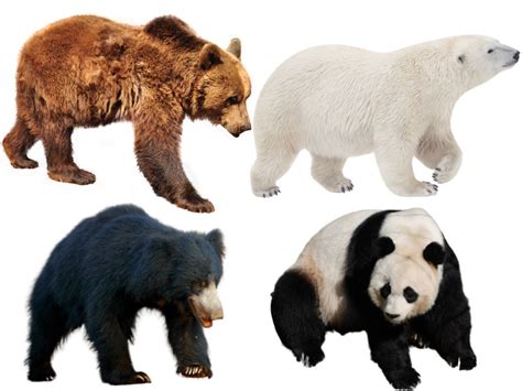 Types Of Bears 8 Different Bear Species With Their Information