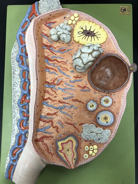 Ovary Model Diagram Quizlet