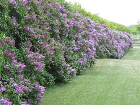Lilac Hedges Privacy Plants Fence Landscaping Backyard Fences