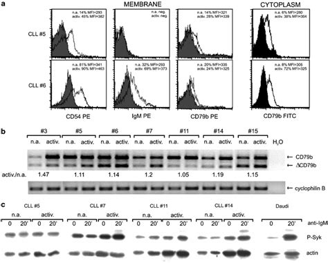 Effects Of Cd40il 4 Activation On Bcr Expression In B Cll Cells B Cll