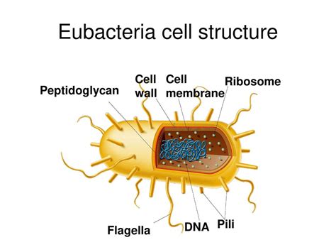 Cells Clipart Eubacteria Picture Cells Clipart Eubacteria The