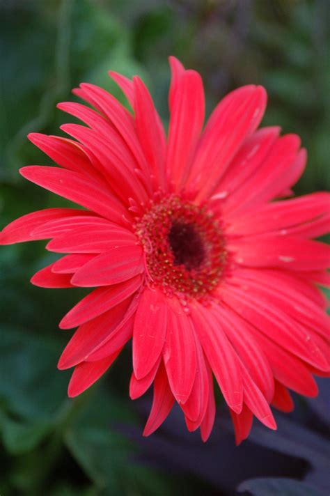 Stunning Gerbera Daisies Planted In The Back Arbor Garden Pictures