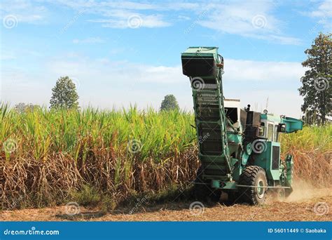 Sugar Cane Harvesting Stock Image Image Of Sugar Load 56011449