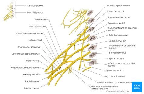 Upper Limb Arteries Veins And Nerves Kenhub Images