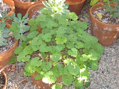 Photo Of The Entire Plant Of Scented Geranium Pelargonium