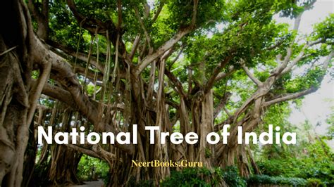 Indias National Tree