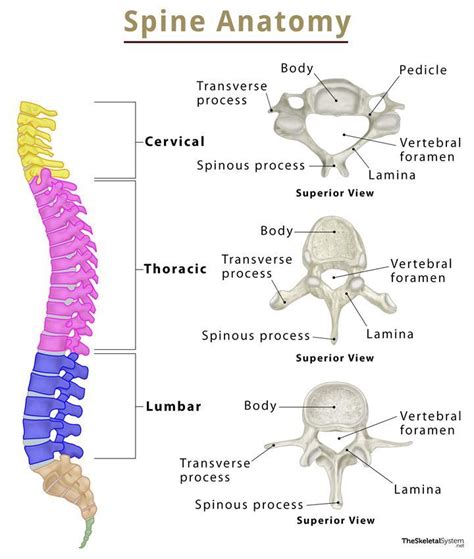 Labelled Diagram Of Spinal Vertebral Column Side View