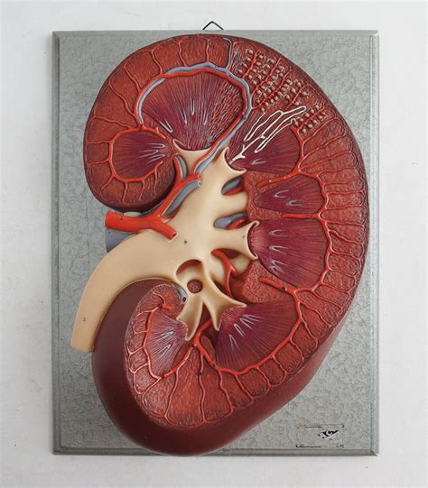 Kidney Vintage Anatomical Cross Section 3d Model Catawiki