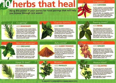 Shawkat Elbialy 10 Herbs That Heal
