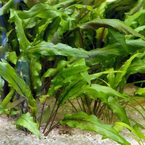 Cryptocoryne wendtii can be very easy to propagate. Cryptocoryne Wendtii Bronze Aquarium Plant | Discus.com