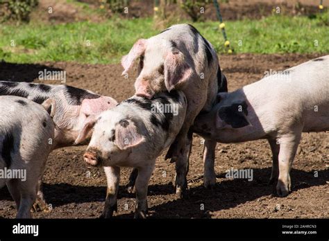 Pigs Mating