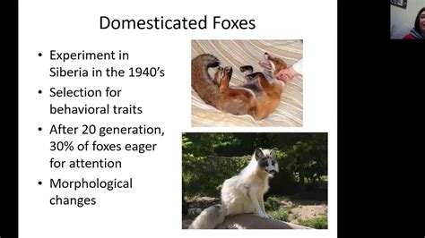 Domestication Of Mammals Youtube