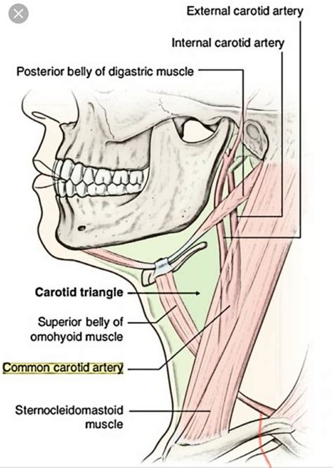 Pin By Cristian Zlate On Anatomy In 2020 Sternocleidomastoid Muscle
