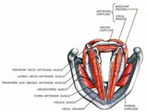 Identify, describe and state the functions of the glenoid labrum. true vocal cords, vocal ligaments, vestibular fold, false ...