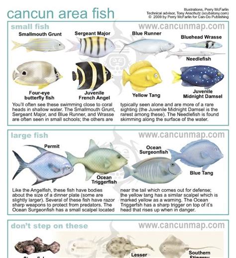 Marine And Coastal Conservation Alongthe Mexican Caribbean And Beyond ID Guide For Cancun Area Fish