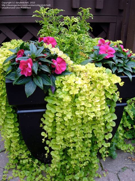 Container Gardening Ideas Flowers Photograph Container Flo