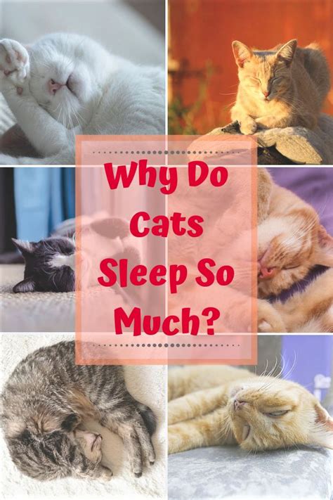 Why Do Cats Sleep So Much The Reasons Behind All Those Catnaps Cat