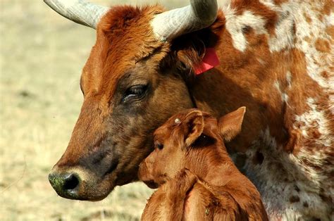 Tender Cow Moment Photograph By Nathan Gihoul Fine Art America
