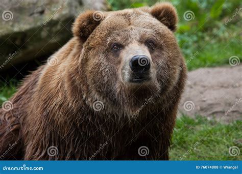 Urso Do Continente Horribilis Dos Arctos Do Ursus Foto De Stock Imagem De Marrom Fauna