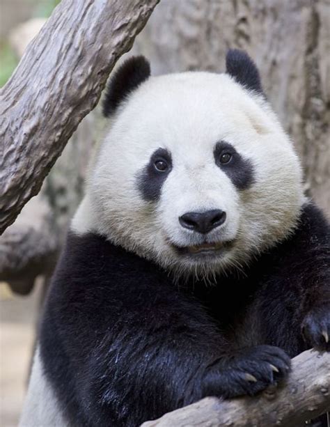 163 Best Images About Giant Pandas On Pinterest Happy Faces San