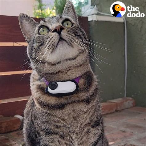 Guy Makes His Cat A Tiny Collar Camera To See What He S Up To Outside House Cat Guy Makes