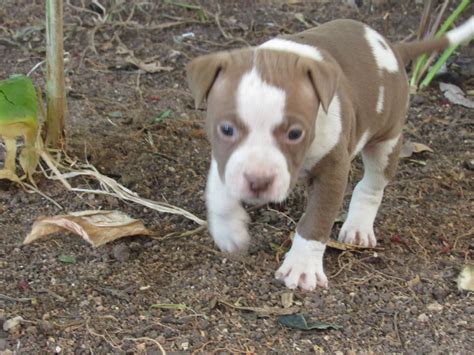 Pitbull Puppies For Sale In Other By Francois Wilmarie Schutte