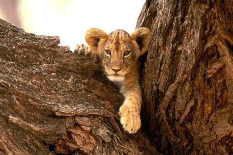 Lion Cubs Wallpapers Wallpaper Cave