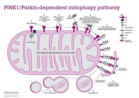 Mitophagy Pathway Overview PINK1 Parkin Autophagy Abcam