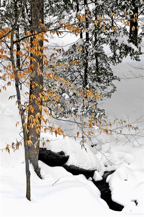 Snowscape Original Art By Fine Art Photography By Bitel