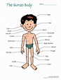 Body Parts Diagram Male / Free Printable Human Body Diagram for Kids ...