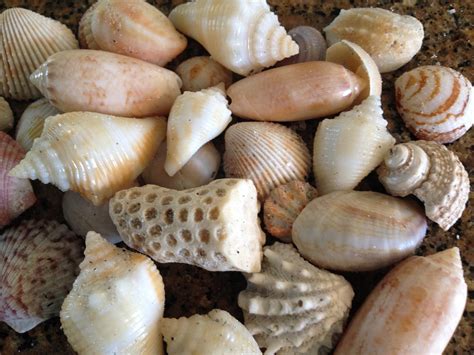 Shell Sea Shells · Free Photo On Pixabay