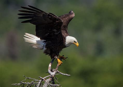 Bald Eagle Size Habitat Diet And Facts Britannica