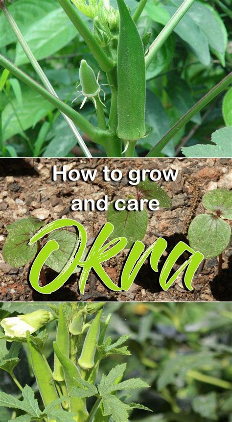 How To Grow Okra In A Pot Okra Cultivation Growing And Care Ladys
