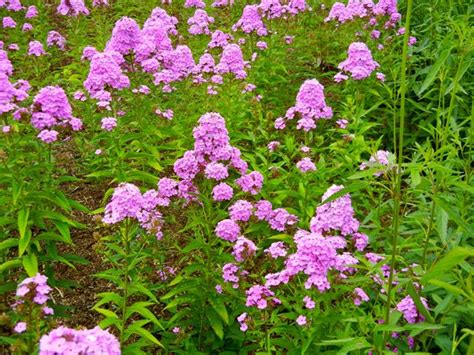 Phlox Arendsii Hesperis Online Flower Garden