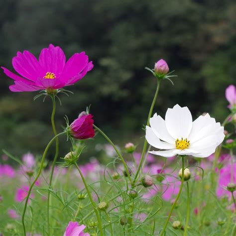 Cosmos Seeds Sensation Mix Sow True Seed