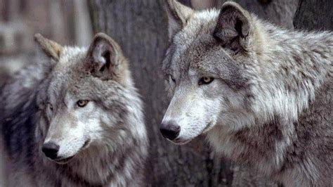 ❤ get the best wolf wallpapers on wallpaperset. Wolf Wallpapers 1920x1080 - Wallpaper Cave