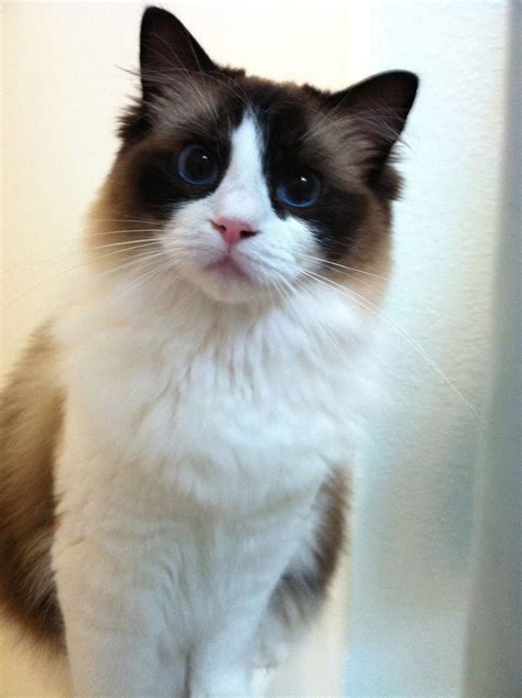 This Is Tanzi Our Seal Bicolor Ragdoll Cat Siamese Cats Cats Meow