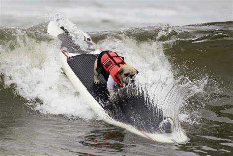Woofs And Waves Ridiculously Cute Photos Of Surfing Dogs