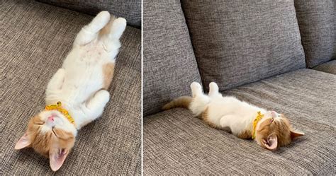 Cats Sleeping On Their Backs Is The Cutest Thing Ever