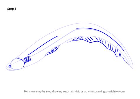 Learn How To Draw An Electric Eel Fishes Step By Step Drawing Tutorials